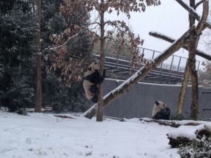 Bao Bao snow